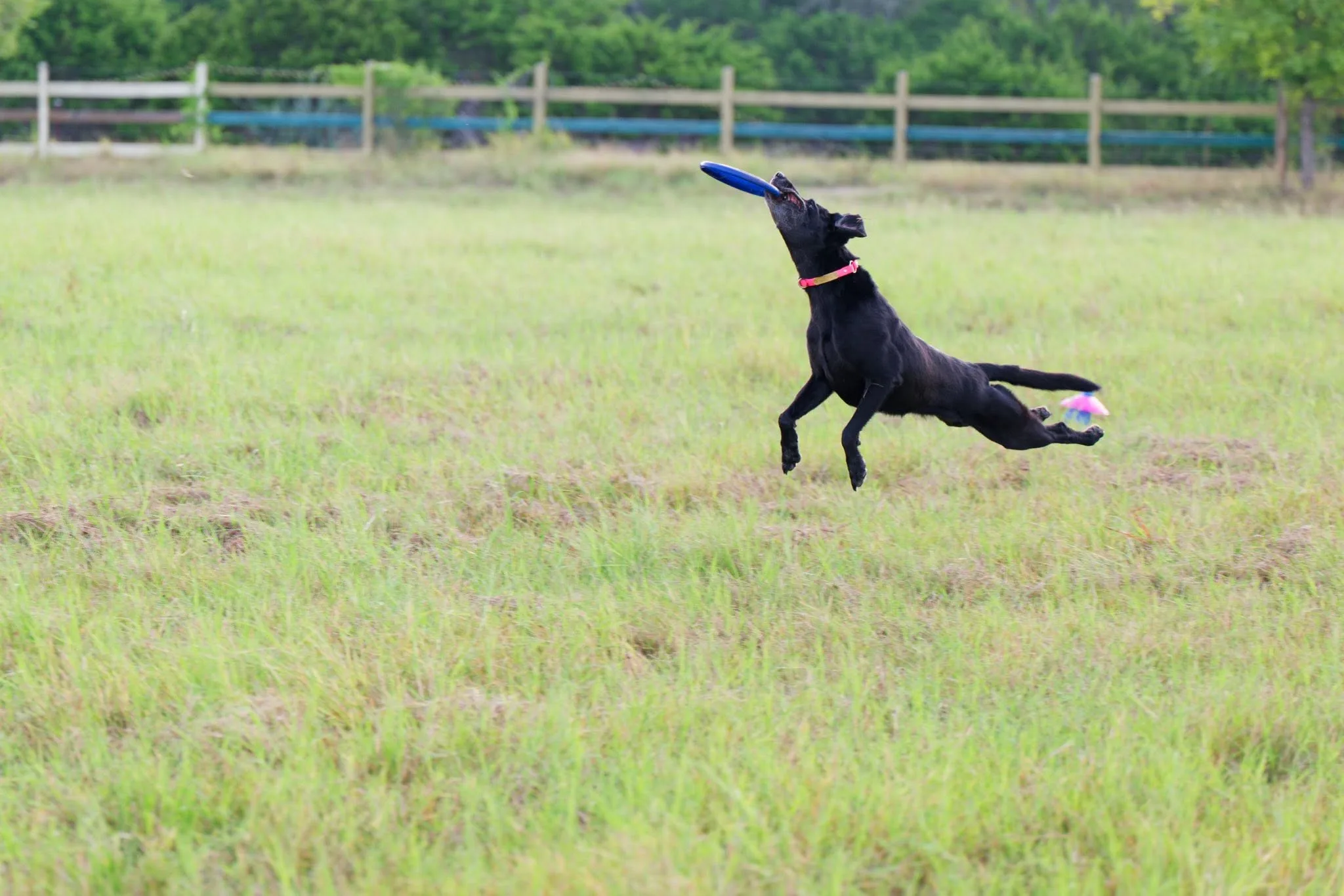 A black dog leaping across a field to catch a blue disc