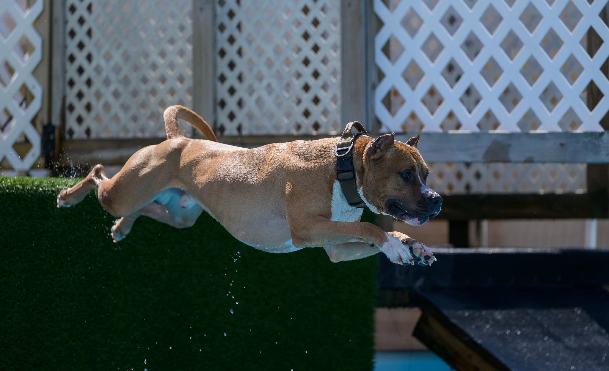 A tan pit bull fully extended in mid-air over the pool after launching off the dock.