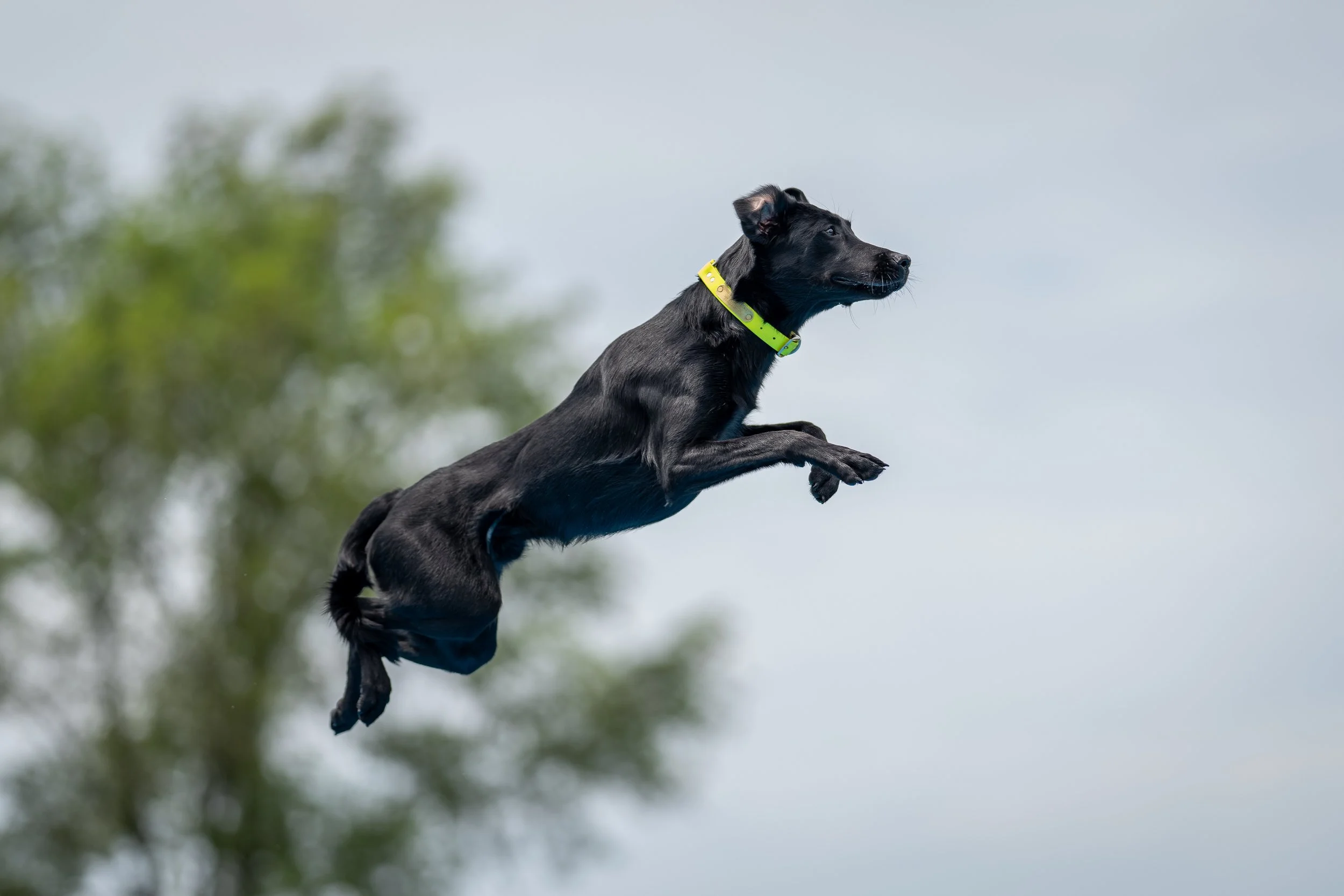 A black dog stretched out in mid-air after launching from the dock