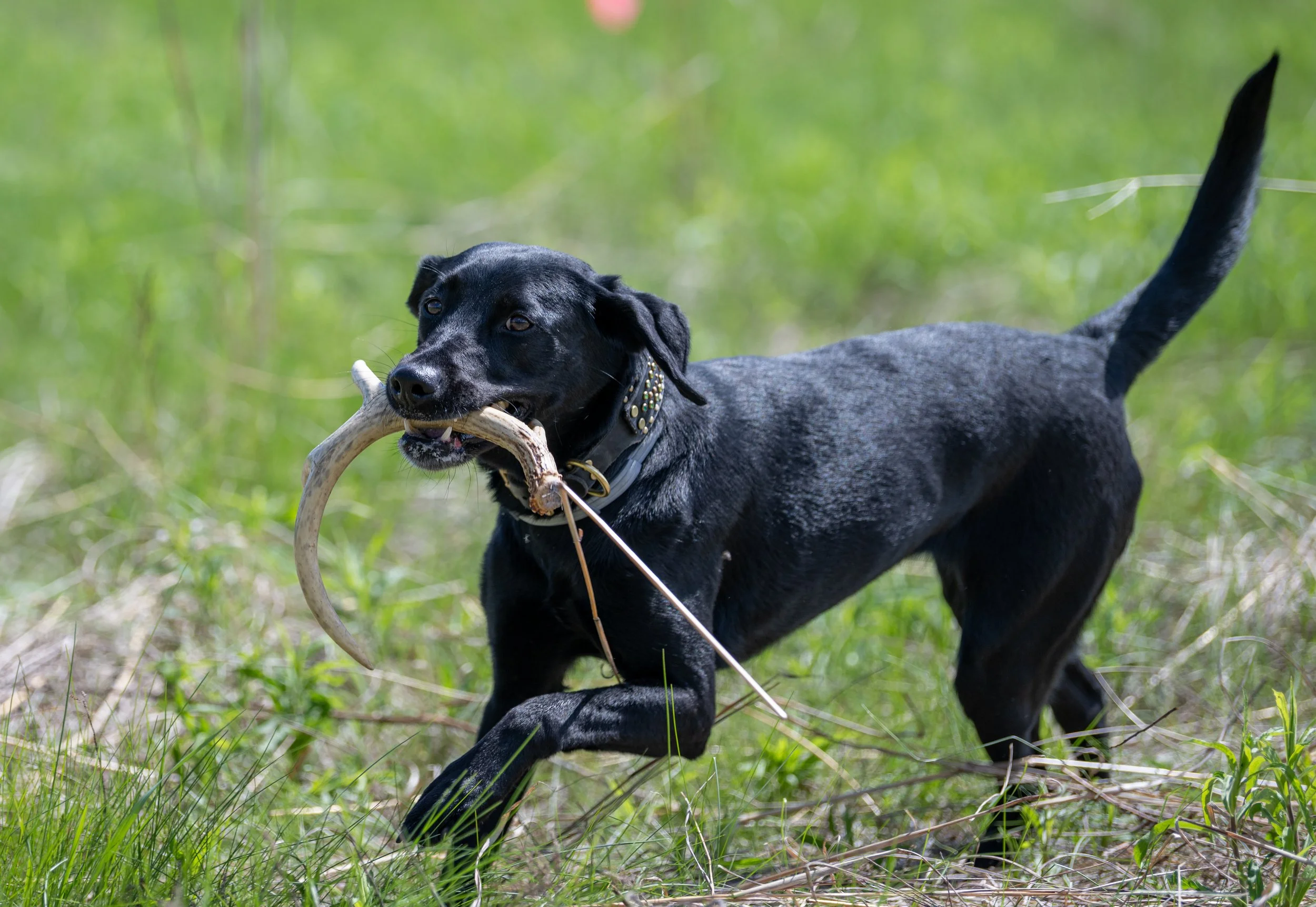A black Labrador trotting through grass carrying a shed antler