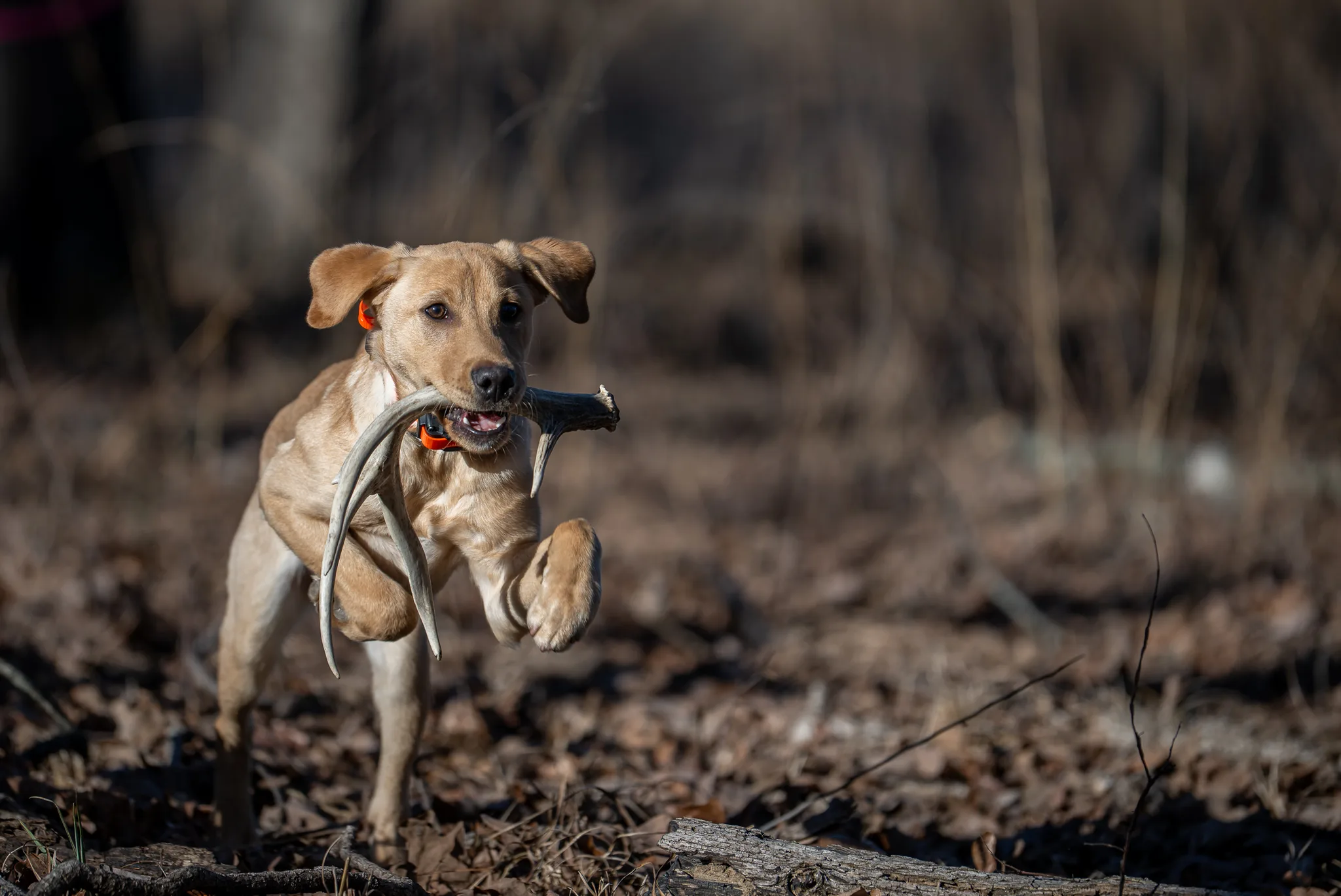 A yellow lab running back through the timber with a shed antler in their mouth.